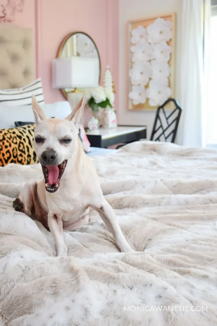 Adorable dog sitting on a bed in a master bedroom